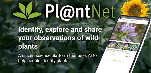 The Best PlantNet Plant Identification Alternatives